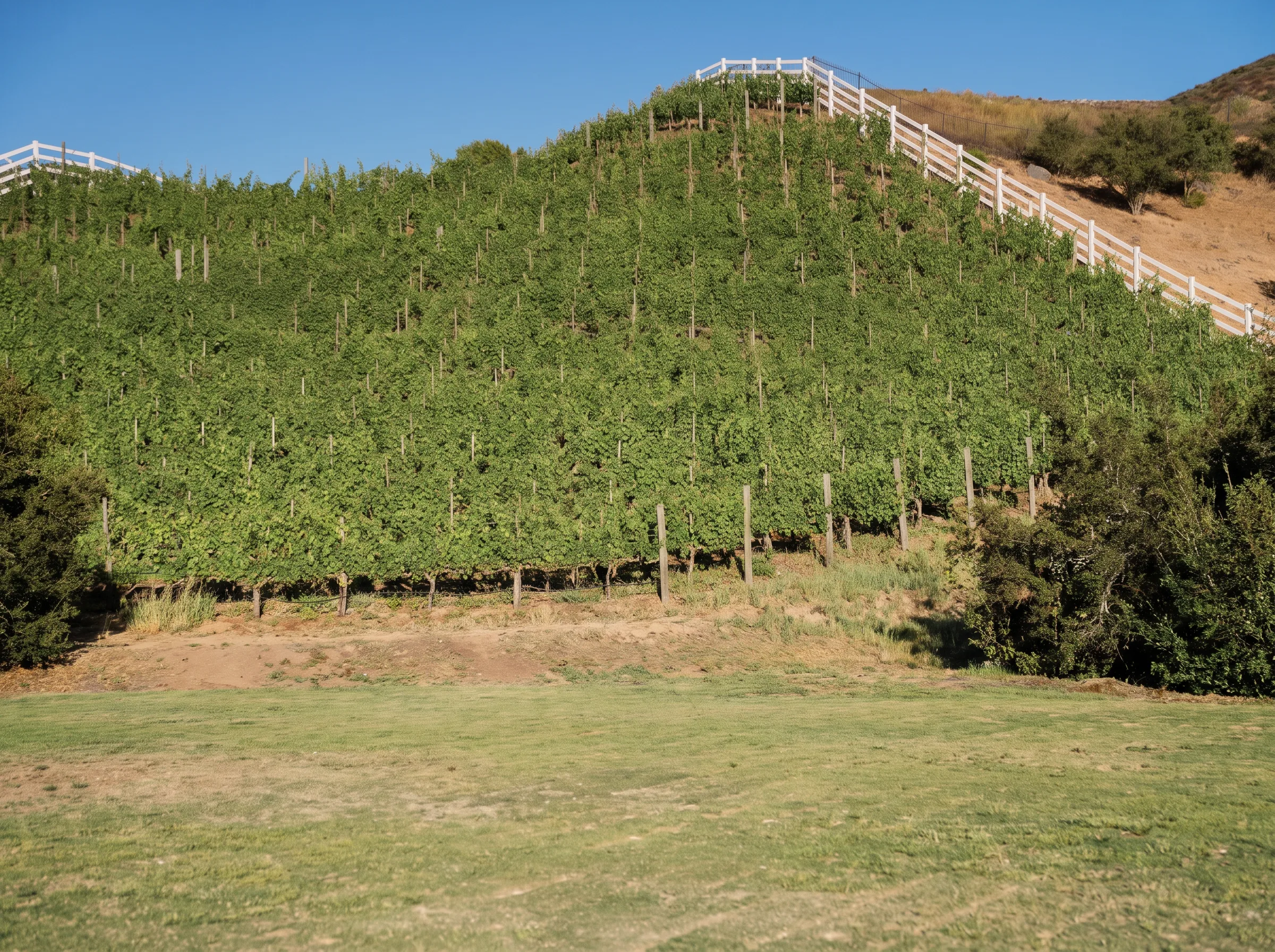 Hillside vineyard block under a white ranch fence on a clear day