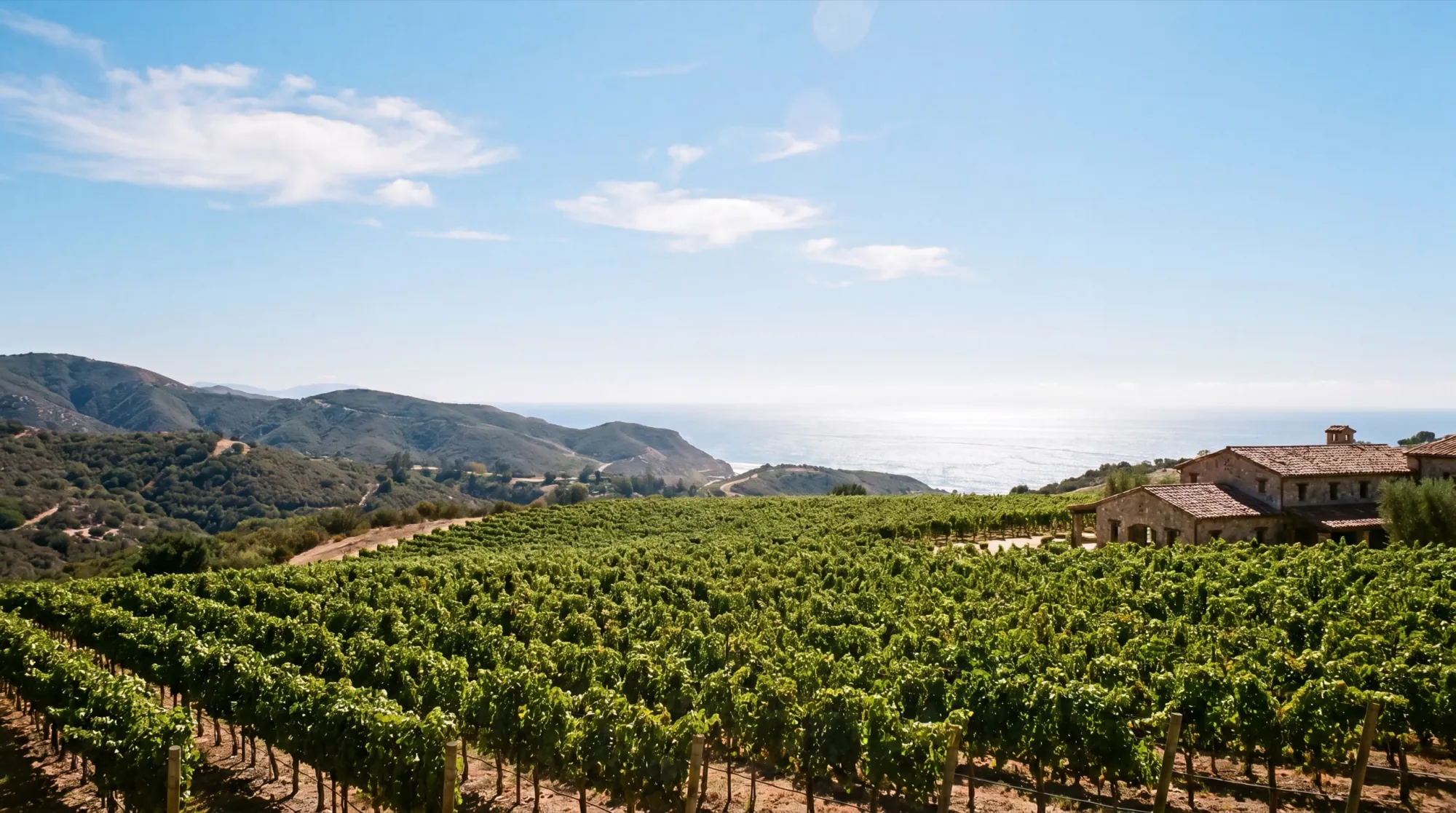 The AJA estate vineyard at midday, with the coast and mountains behind