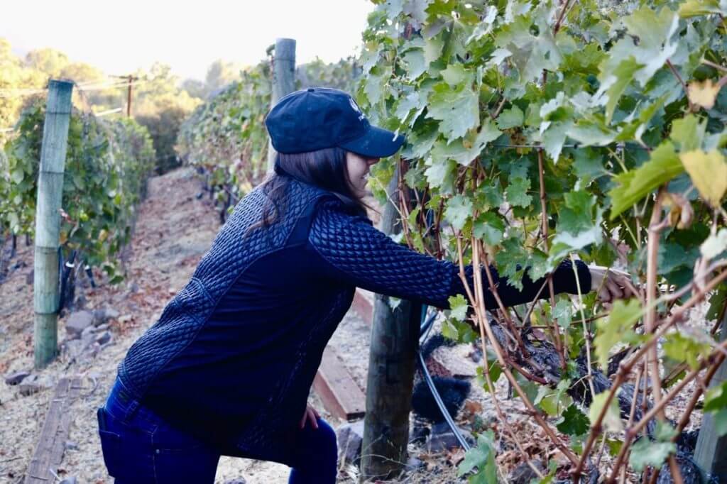 Amanda picking grapes in the vine rows at dawn during harvest