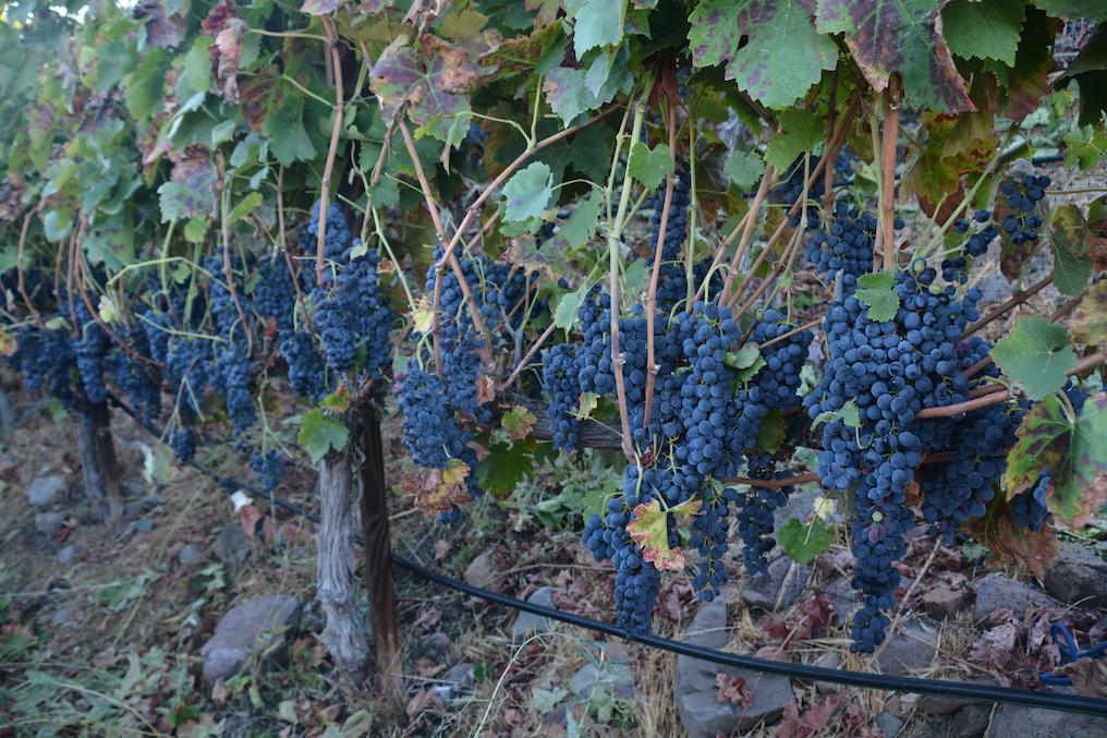 Ripe dark grape clusters hanging on the vine at AJA Vineyards