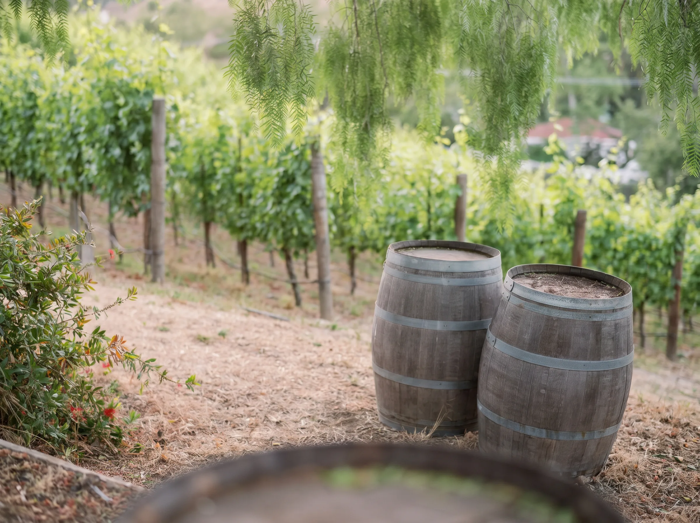 Weathered oak barrels resting beside the vine rows