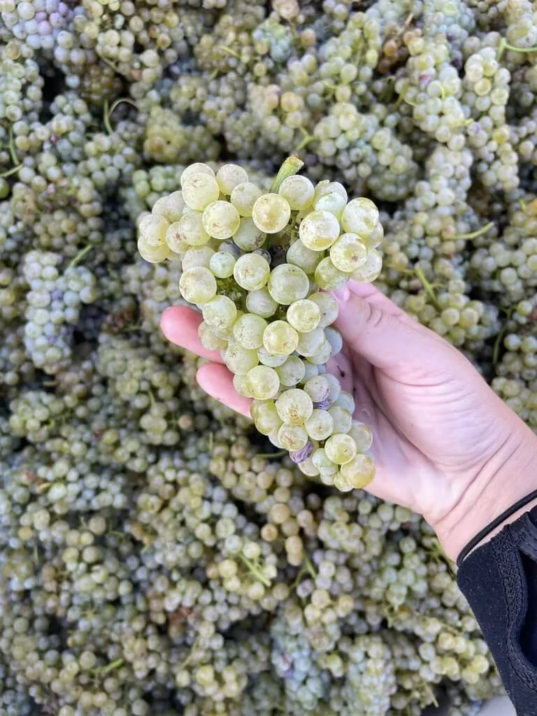 Ed’s Vineyard, home of the estate Sauvignon Blanc